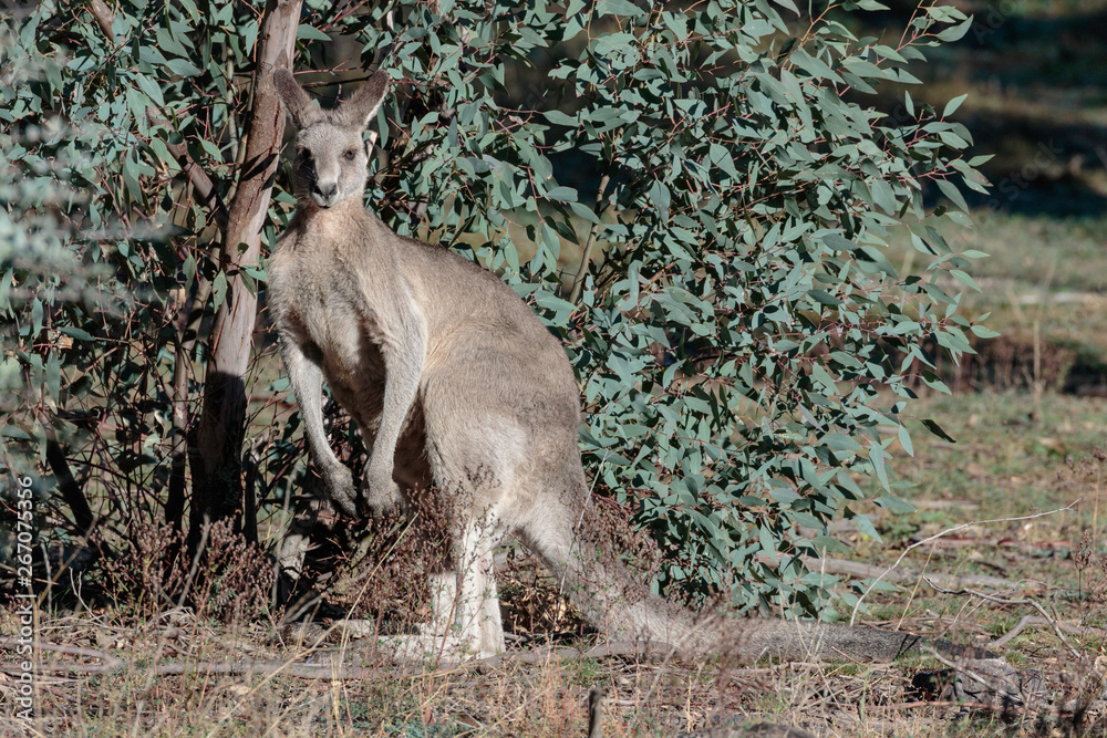 Naklejka premium Eastern Grey Kangaroo