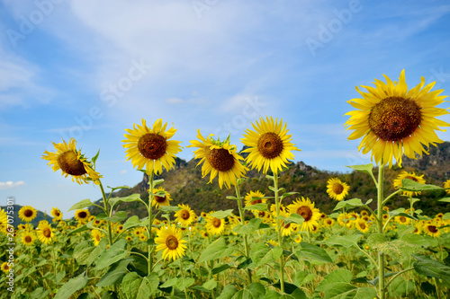 Colorful sunflowers field in nature