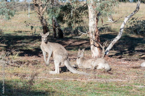 A mob of Eastern Grey Kangaroo