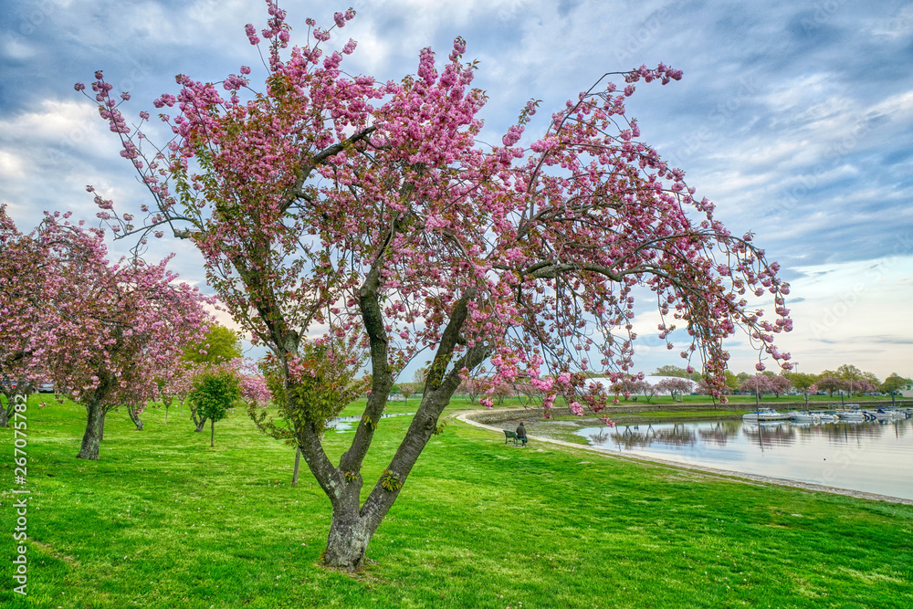 Flowering Tree Flowering Tree