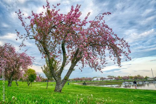Pink Blossom Harbor