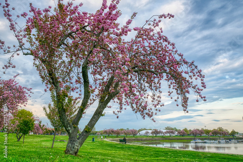 Pink Blossom Deep Sky