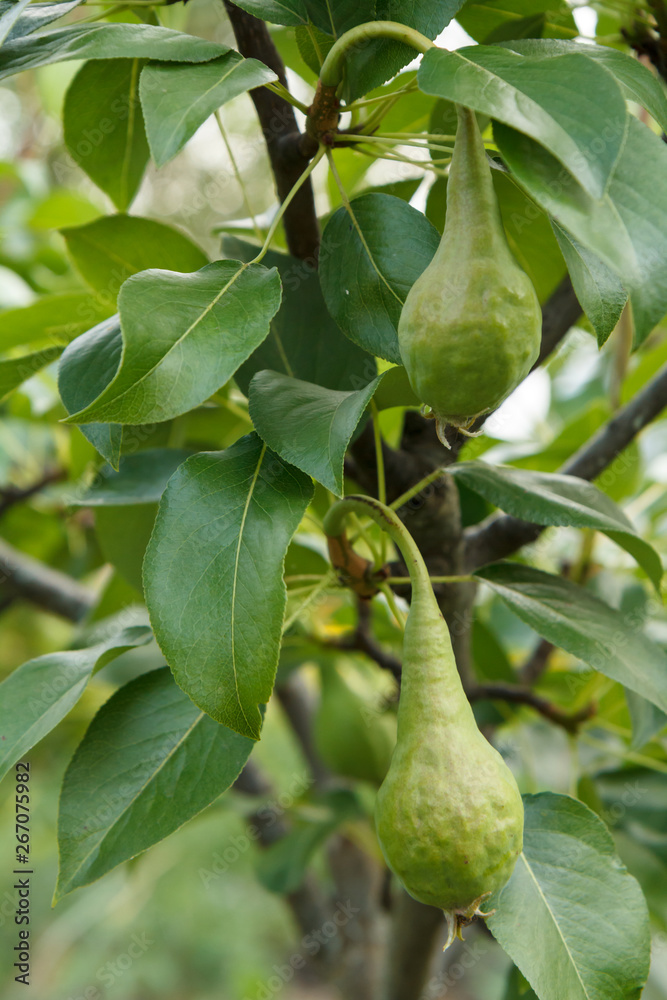 Fruits of immature pears on the branch of tree. Fruits of immature pears on the branch of tree.