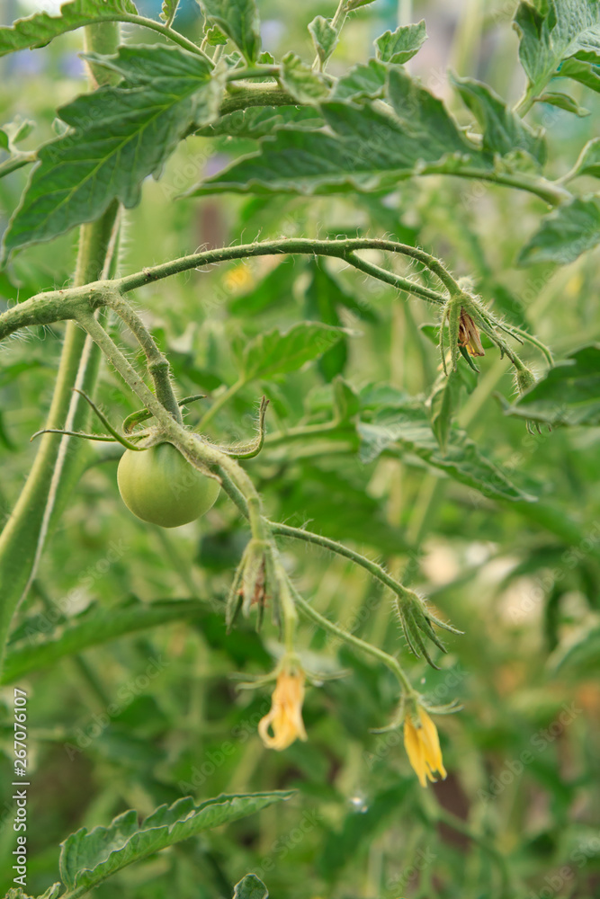 Fototapeta premium Unripe green tomato growing on bush in the garden.