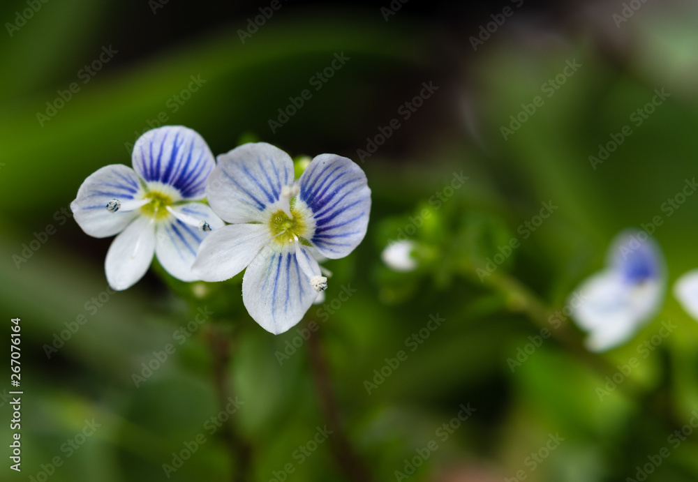 Macro of Slender speedwell (Veronica filiformis) small and delicate flowers Selective focus. Macro of Slender speedwell (Veronica filiformis) small and delicate flowers Selective focus.