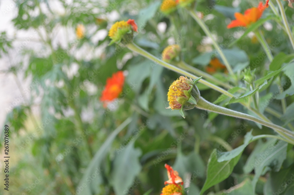 Cute and Beautiful Orange Flower in Garden. Cute and Beautiful Orange Flower in Garden.
