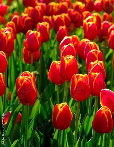 Tulips in vibrant colours in  Lisse  Netherlands. Photographed in HDR high definition.