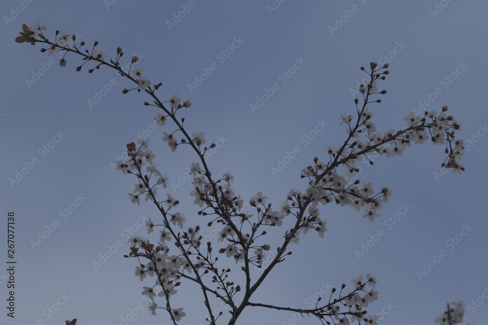 Obraz premium Blossom in spring