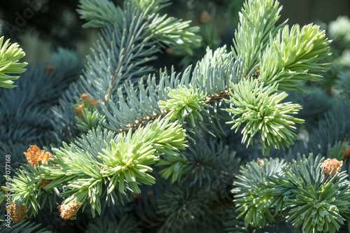 branch of blue spruce with cones