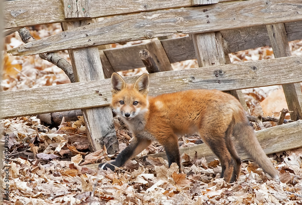 Fototapeta premium Red fox kit Vulpes vulpes walking by an old fence deep in the forest in early spring in Canada