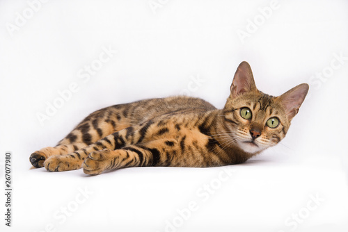 bengalkatze