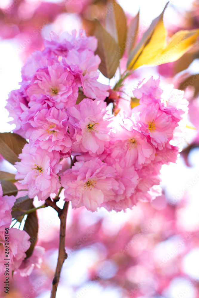 Sakura branch blooms. Gentle pink spring. Nature wakes up Sakura branch blooms. Gentle pink spring. Nature wakes up