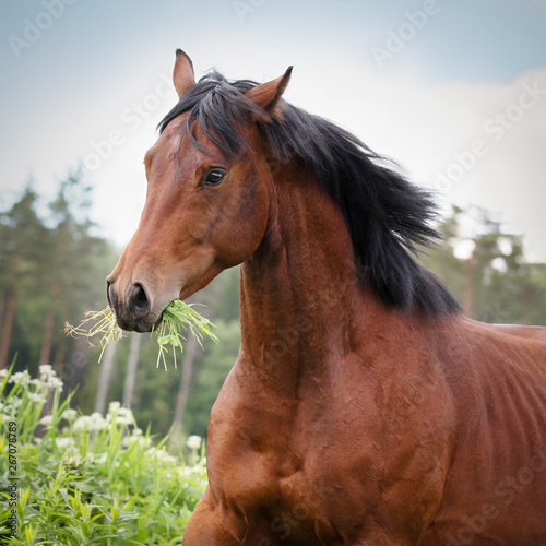 Bay horse with a long mane with a tuft of grass in his mouth running across the summer field. Close-up portrait.