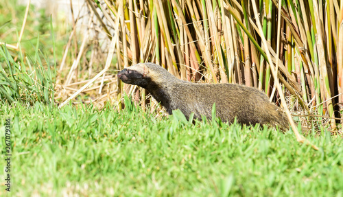 Little grison in grass environment,Patagonia, Argentina