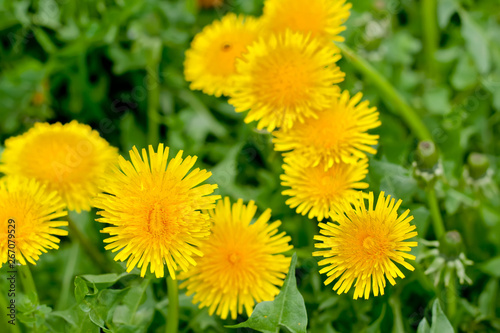 Many yellow dandelion flowers in green fresh grass