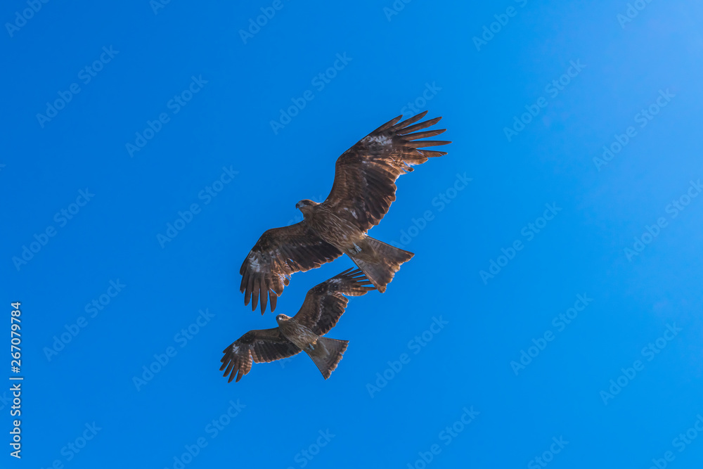 Obraz premium とび