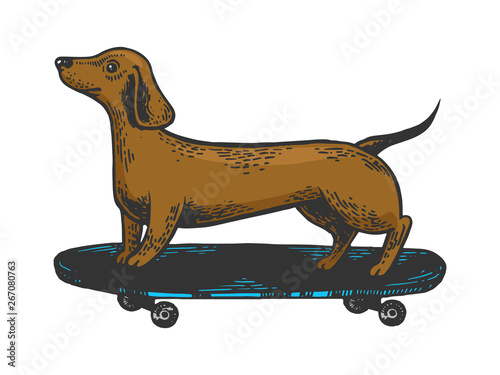 Dachshund dog ride on skateboard color sketch engraving vector illustration. Scratch board style imitation. Black and white hand drawn image.