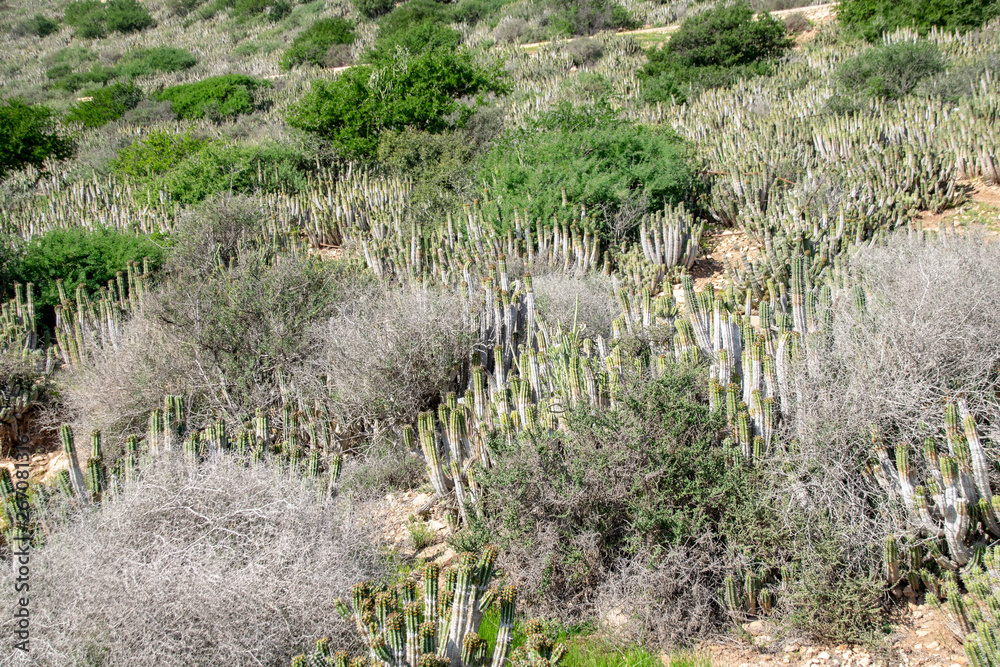 Cacti (euphorbia echinus) growing in the harsh arid environment on the hillside in Agadir, Morocco Cacti (euphorbia echinus) growing in the harsh arid environment on the hillside in Agadir, Morocco