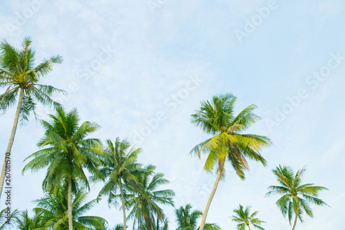 Coconut palm trees with sky and clouds.