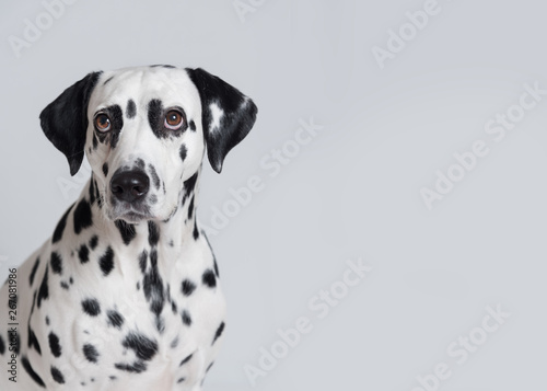 Dalmatian dog portrait isolated on white background. Copy space © Iulia