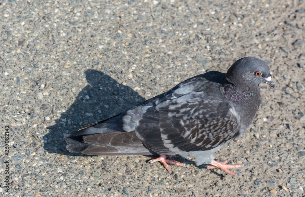 Obraz premium Pigeons on cement floor Gray pigeons Columba livia domestica,