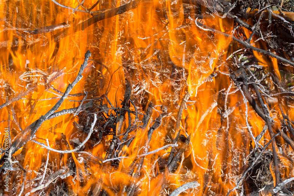 Bush on fire outdoor. Burning dry grass. Fire and smoke. background conceptual Dangerous fires and smokes Bush on fire outdoor. Burning dry grass. Fire and smoke. background conceptual Dangerous fires and smokes