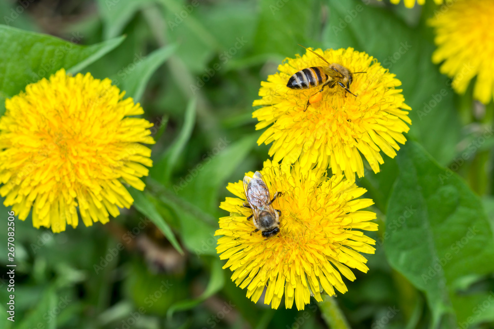 Two bee closeup on dandelion, daylight sunny weather Two bee closeup on dandelion, daylight sunny weather