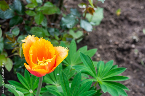 Tulip flower. Colorful tulips flower. Flowers photo concept. © bibi75