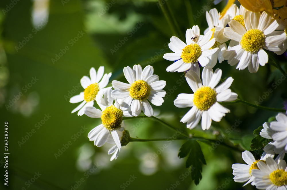 a bouquet of bright spring flowers of various types a bouquet of bright spring flowers of various types