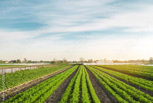 Rows of young carrots grow in the field. Organic vegetables. Agriculture. Farm. Selective focus.