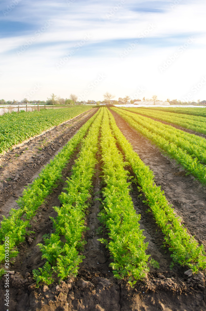 Vegetable rows of young carrots grow in the field. Growing farming crops. Beautiful landscape on the plantation. Agriculture. Selective focus.
