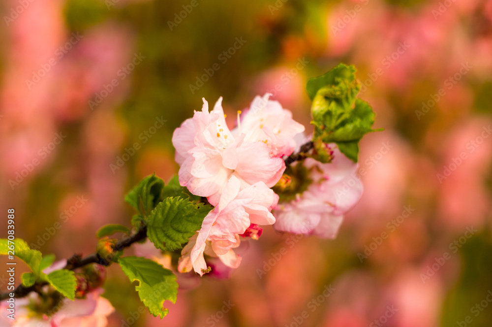 Obraz premium Background blooming beautiful pink cherries in raindrops on a sunny day in early spring close up, soft focus