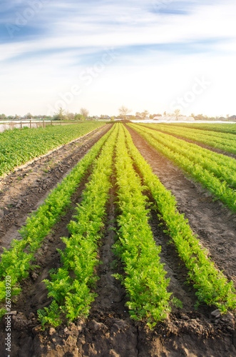 Vegetable rows of young carrots grow in the field. Growing farming crops. Beautiful landscape on the plantation. Agriculture. Selective focus.