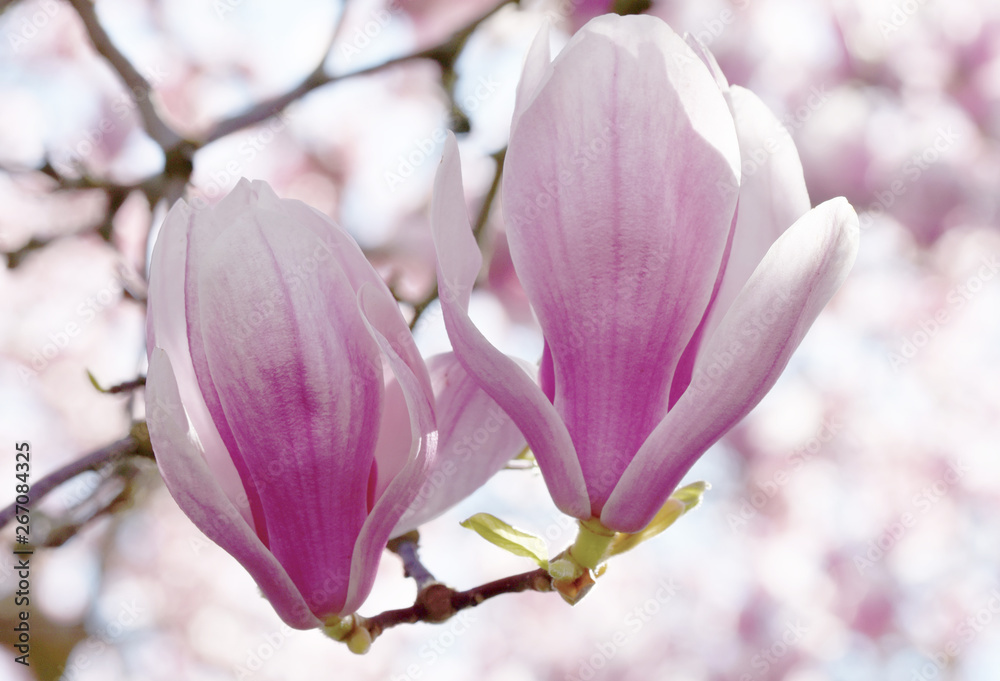 Obraz premium Blooming magnolia flower tree in nature.