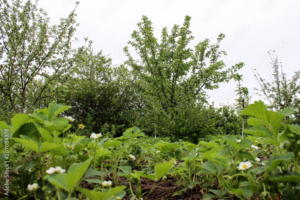 Flowering strawberries, growing on black soil.  Green foliage and white flowers. Trees in the background. Around fly butterflies and insects. Sunny day. It's spring. Village garden. Krasnodar region.