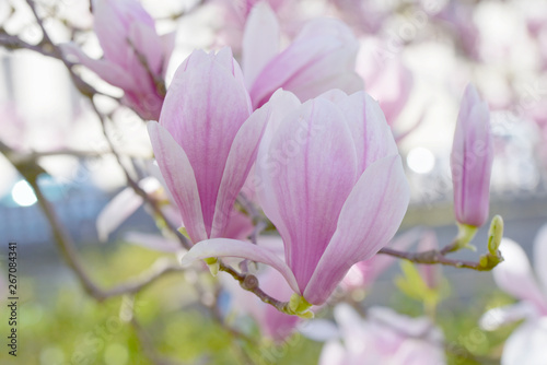 Blooming magnolia flower tree in nature. © swisty242