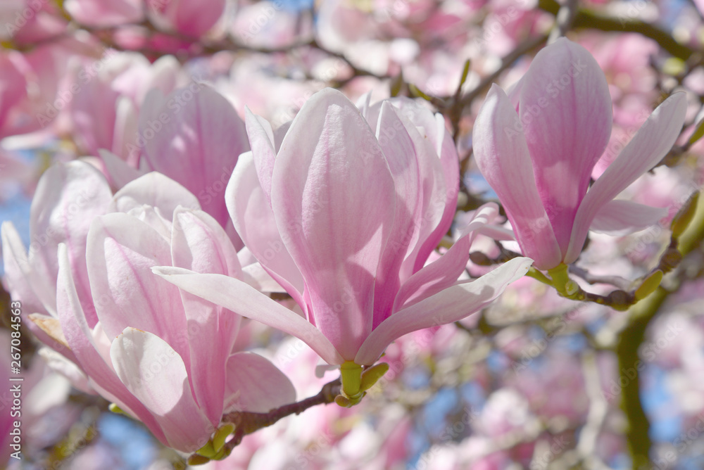 Fototapeta premium Blooming magnolia flower tree in nature.