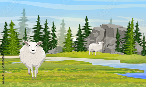 Two white fluffy sheep in a valley with mountains and a river. Meadow and spruce forest. Farm. Realistic Vector Landscape