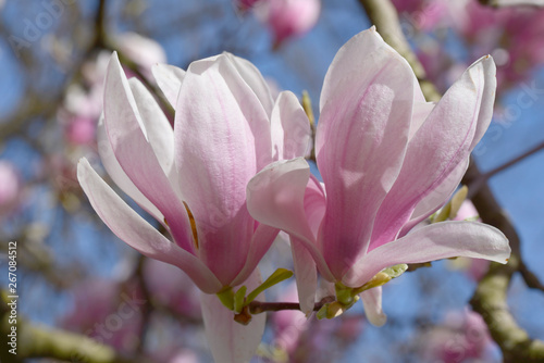 Blooming magnolia flower tree in nature.