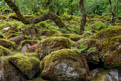 Moosbewachsene Felsen mit Baum im Heidelberger Naturschutzgebiet "Felsenmeer" © ebenart