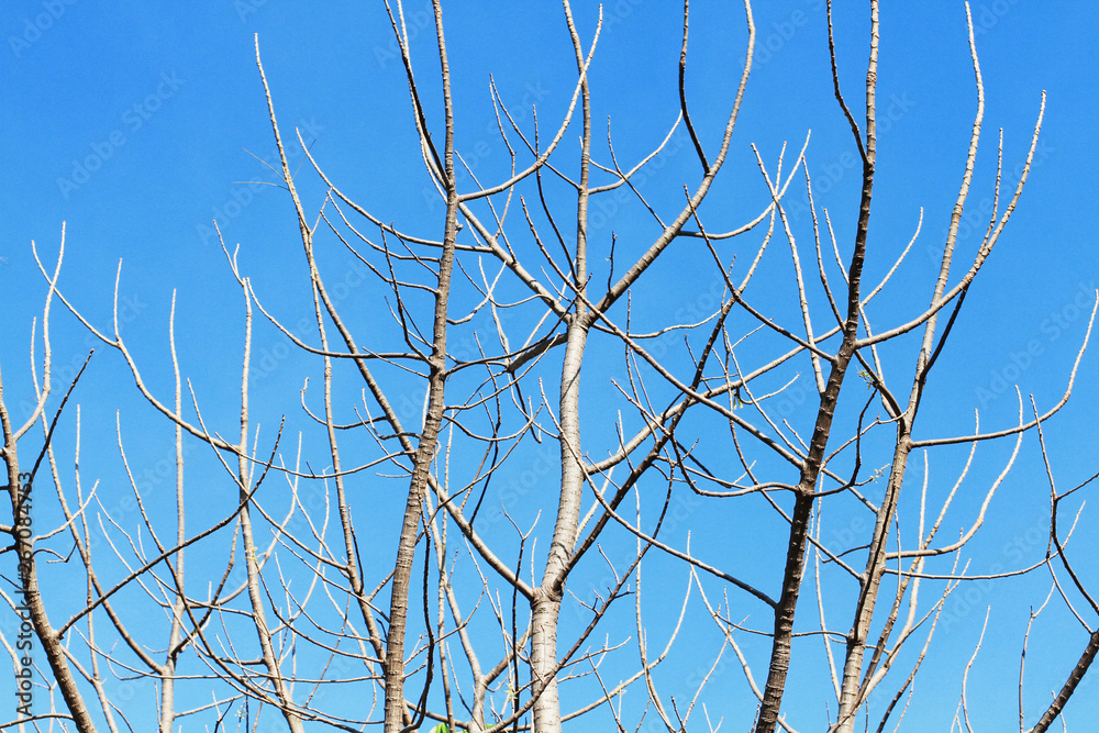 Silhouette of tree branch on blue sky. Abstract dry branch and leaves. Silhouette of tree branch on blue sky. Abstract dry branch and leaves.
