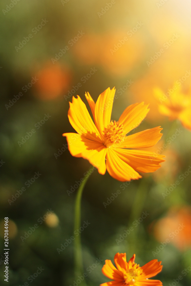 Beautiful yellow cosmos flowers, Yellow flower of Mexican Diasy with sunlight in garden Beautiful yellow cosmos flowers, Yellow flower of Mexican Diasy with sunlight in garden