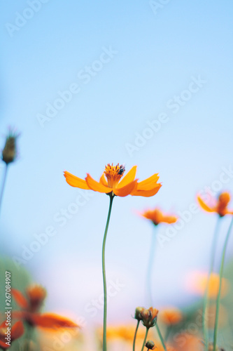 Beautiful yellow cosmos flowers  Yellow flower of Mexican Diasy with bee in sunlight and blu sky at garden