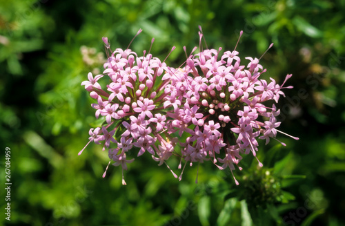 Crucianelle, crucianelle crucianella stylosa photo