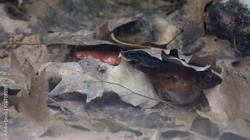 Sambava Tomato Frog (Dyscophus guineti) hiding under dry tree leaves. photo