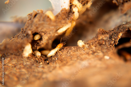 Closeup termites on decomposing wood
