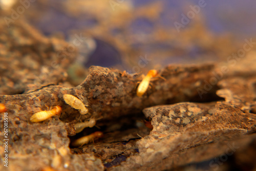 Closeup termites on decomposing wood