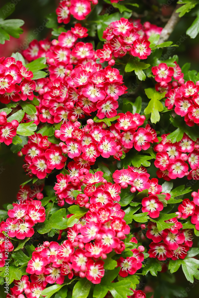 A beautiful Hawthorn Tree (Crimson Cloud) in full flower in early May in my back garden in Cardiff, South Wales, UK A beautiful Hawthorn Tree (Crimson Cloud) in full flower in early May in my back garden in Cardiff, South Wales, UK