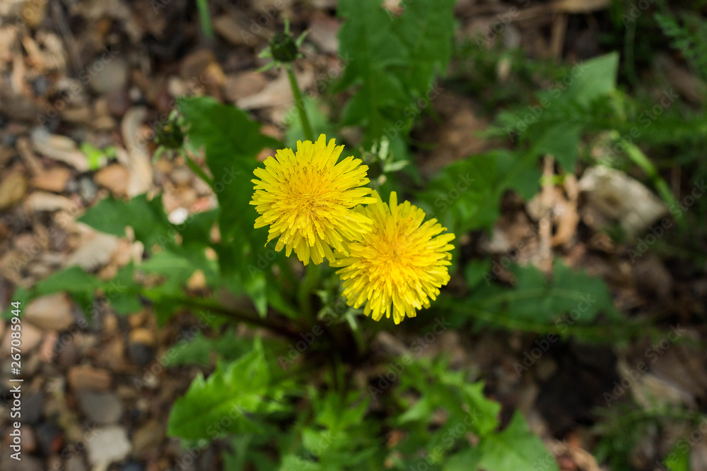 Close up of blooming yellow dandelion flowers in garden on spring time. Close up of blooming yellow dandelion flowers in garden on spring time.