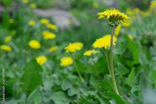 Close up of blooming yellow dandelion flowers in garden on spring time.